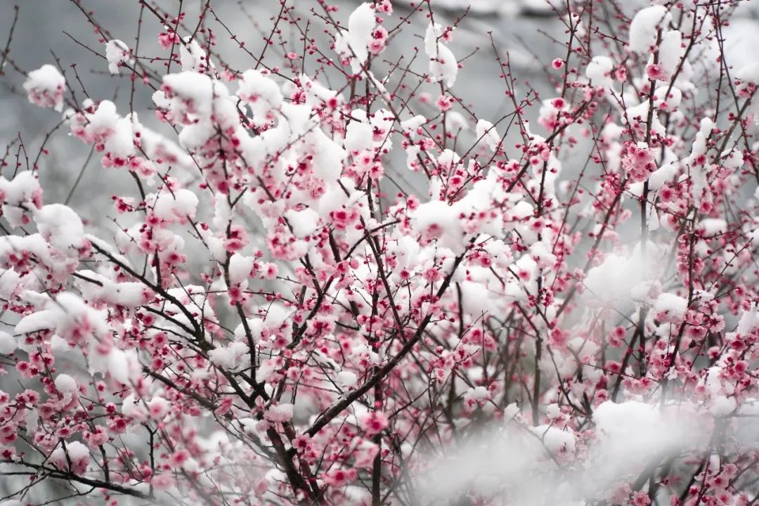 虎年初雪I这里就成了坠琼芳的阳光谷
