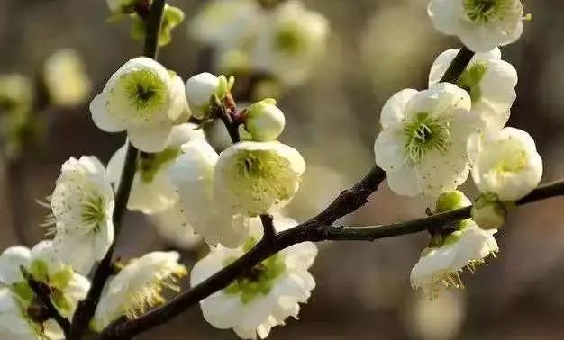 谷香阳光·梅好霓裳丨贵州醇景区梅花已开