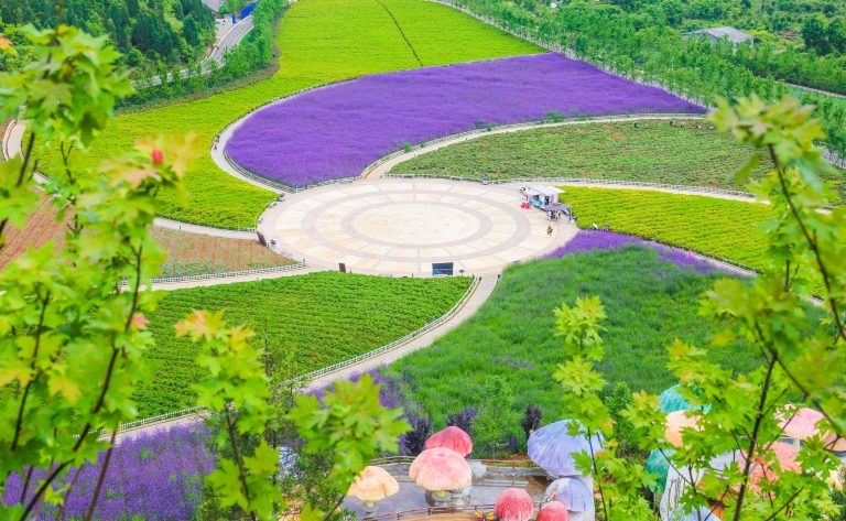 多彩花海